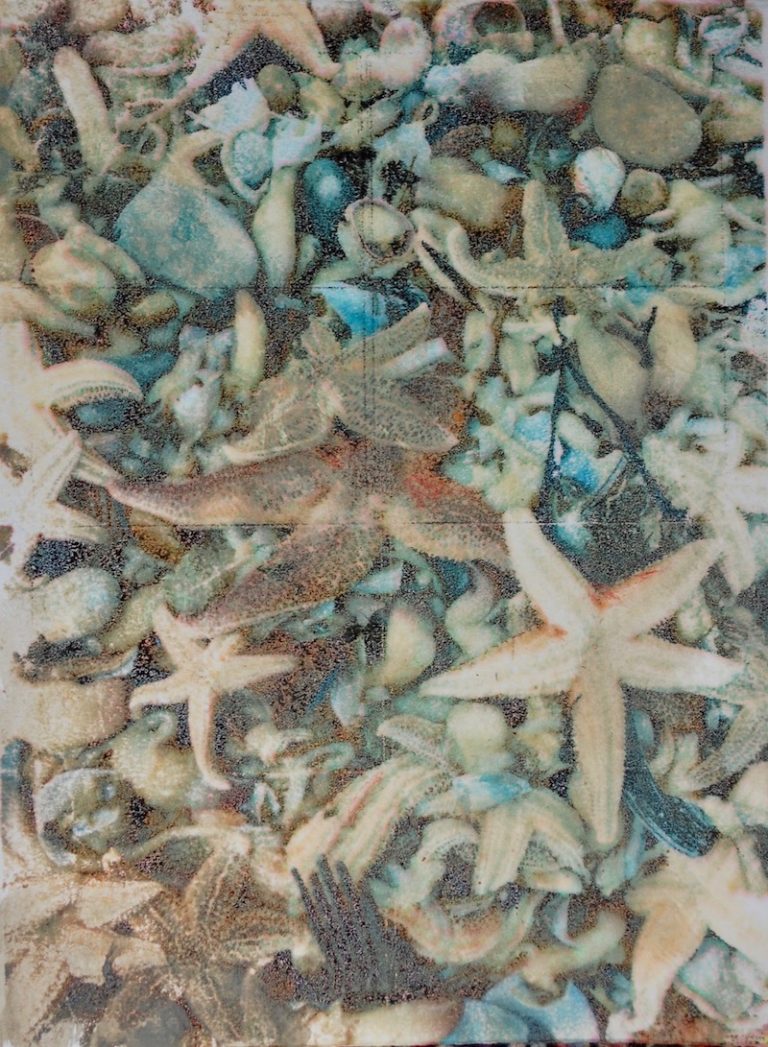 Starfish print